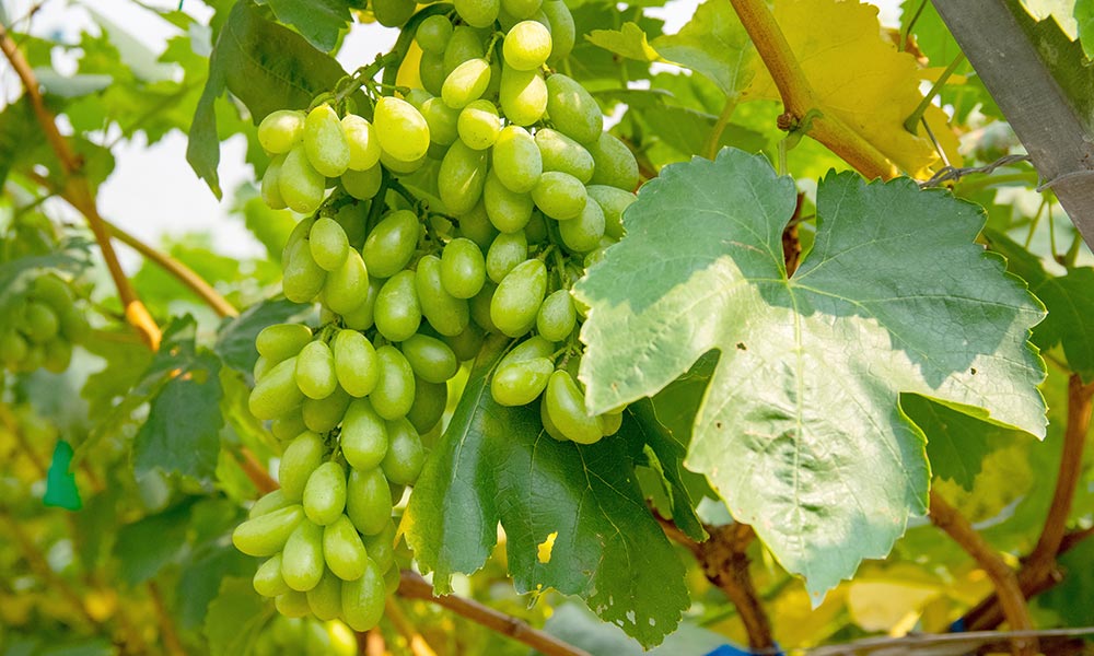 Malaga white grapes