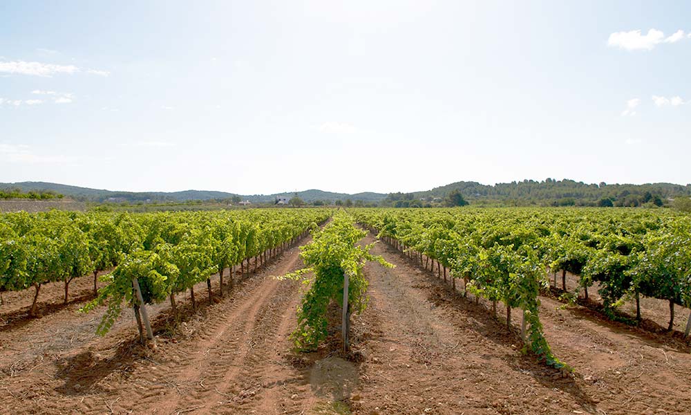 turismo enológico en Ibiza