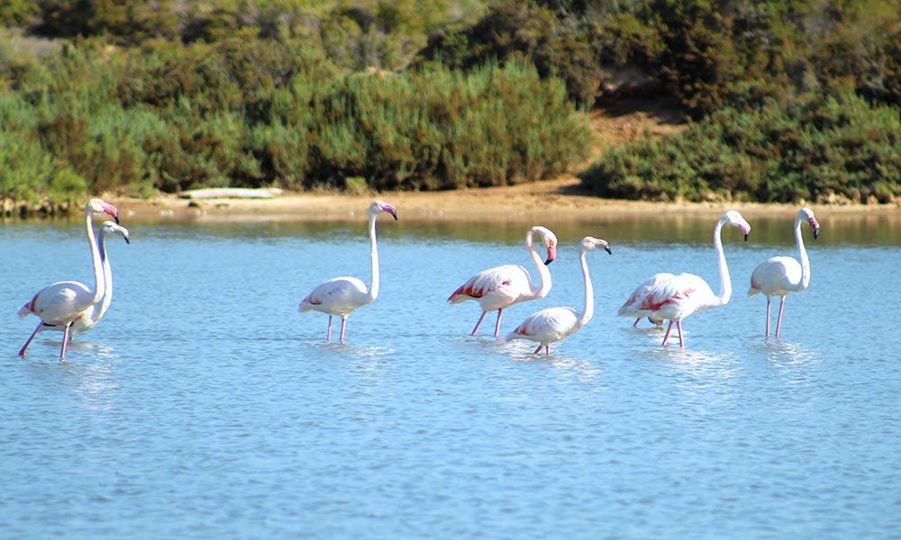 Hiking Route through the Natural Park of Ses Salines