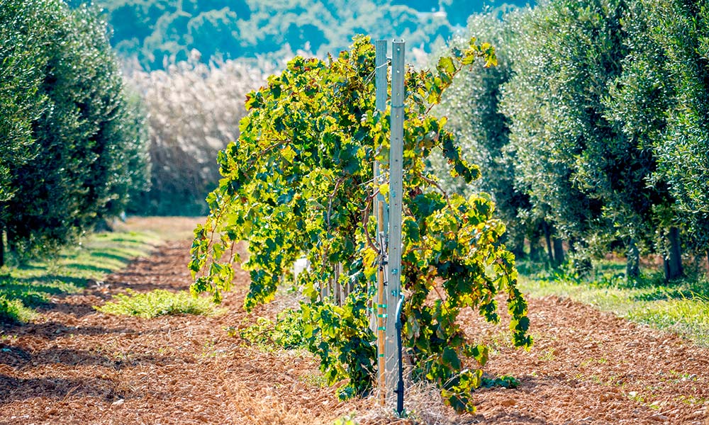 Viñedo en Ibiza