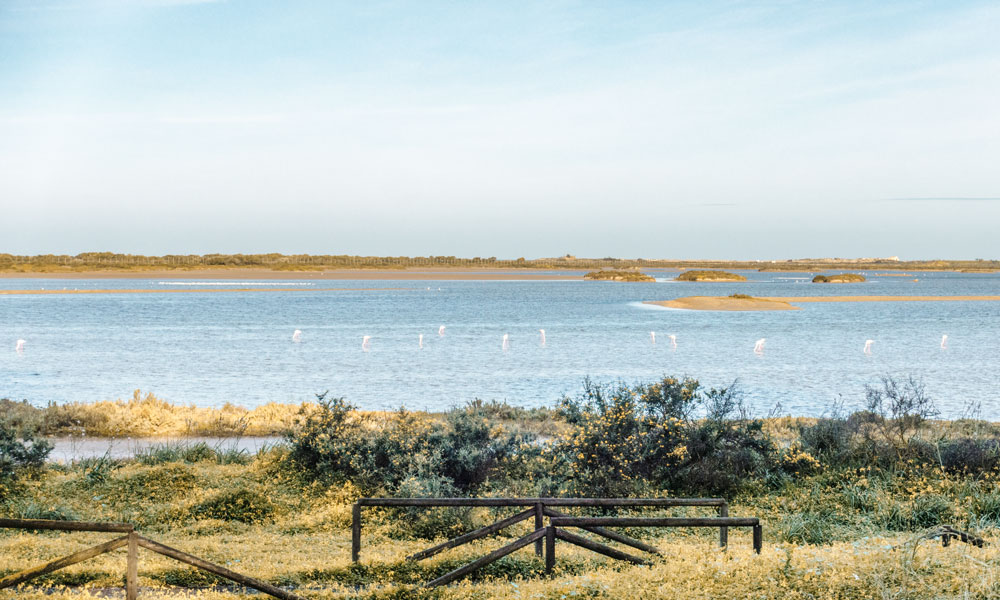 Avistamiento de aves en las marismas